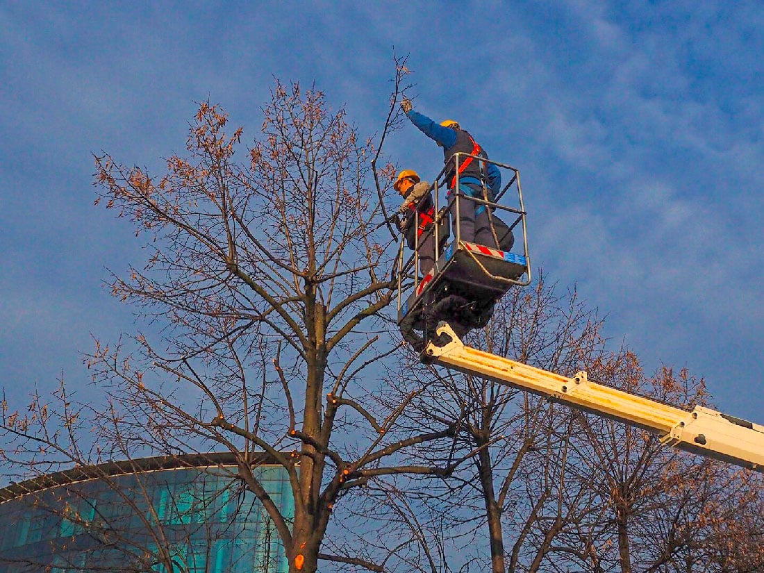 Cura Del Verde 3 Potatura-Alberibottazzi E Vancini Vicenza - Cura Del Verde -