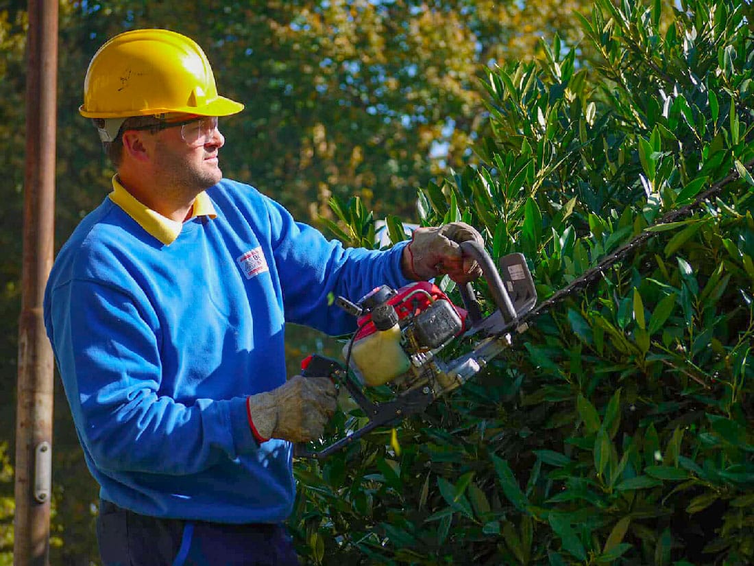 Cura Del Verde 4 Potatura-Giardinobottazzi E Vancini Vicenza - Cura Del Verde -