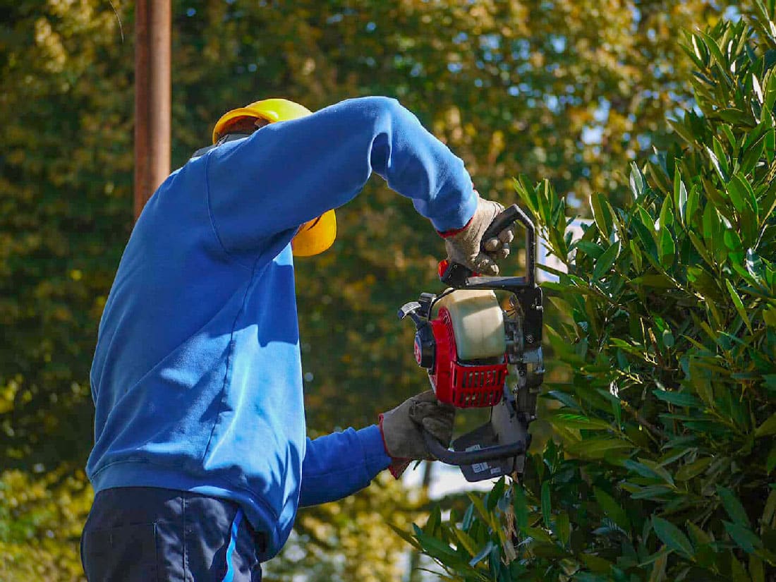 Cura Del Verde 6 Potatura-Piantebottazzi E Vancini Vicenza - Cura Del Verde -