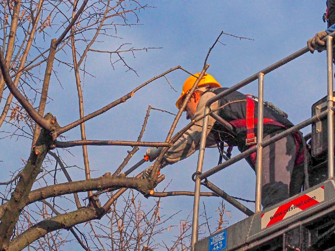 Cura Del Verde 7 Taglio-Ramibottazzi E Vancini Vicenza - Cura Del Verde -