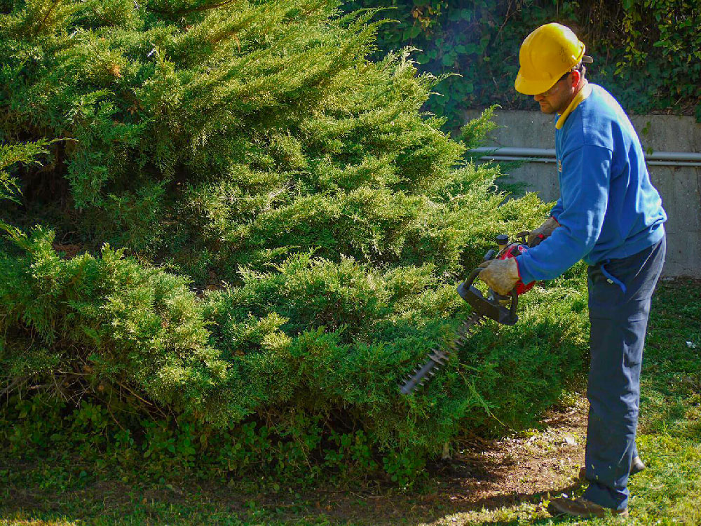 Cura Del Verde 8 Taglio-Siepebottazzi E Vancini Vicenza - Cura Del Verde -