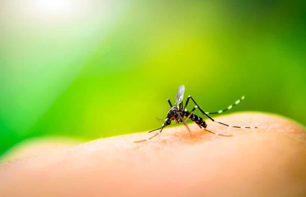 Febbre Oropouche: La Nuova Minaccia Tropicale In Italia 3 Febbre Oropouche: La Nuova Minaccia Tropicale In Italia