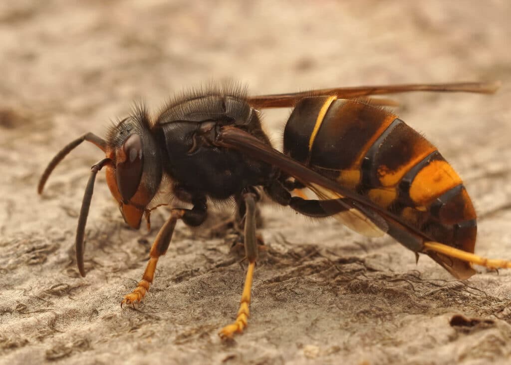 La Nuova Minaccia Delle Nostre Città: Guida Alla Disinfestazione Calabrone Asiatico O Vespa Velutina 10 La Nuova Minaccia Delle Nostre Città: Guida Alla Disinfestazione Calabrone Asiatico O Vespa Velutina