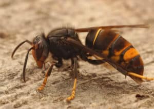 La Nuova Minaccia delle Nostre Città: Guida alla Disinfestazione Calabrone Asiatico o Vespa Velutina
