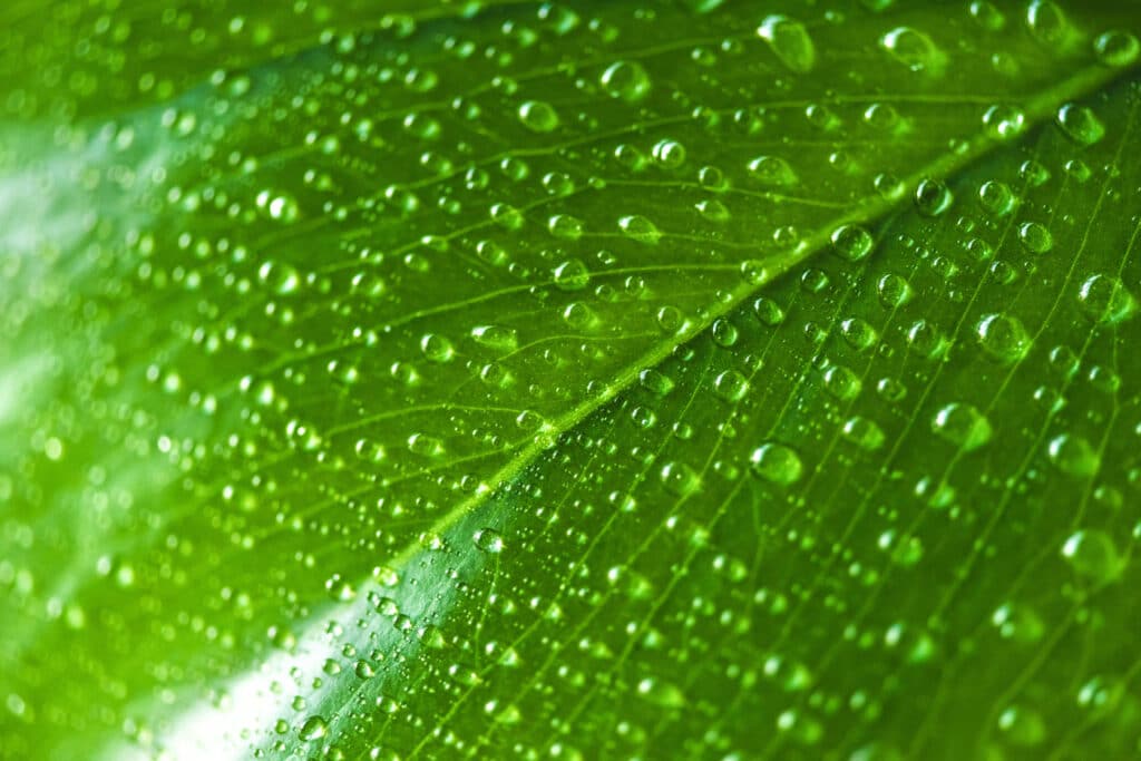 La Certificazione Econatural: Un Impegno Concreto Di Bottazzi E Vancini Per L'Ambiente 7 La Certificazione Econatural: Un Impegno Concreto Di Bottazzi E Vancini Per L'Ambiente