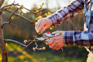 Potatura degli alberi nelle aree verdi aziendali prima dell'inverno